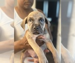 Puppy Pink Cane Corso