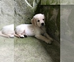 Small Photo #4 Golden Retriever Puppy For Sale in SCHNECKSVILLE, PA, USA