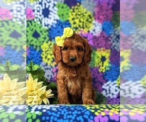 Cock-A-Poo Puppy for sale in KIRKWOOD, PA, USA