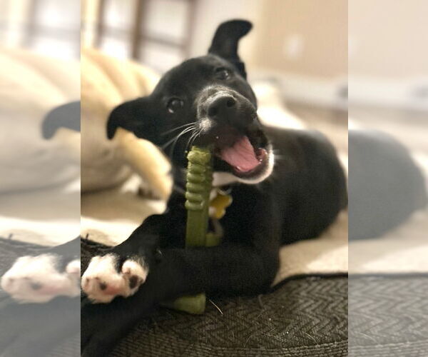 Medium Photo #6 Labrador Retriever-Unknown Mix Puppy For Sale in Sandy, UT, USA