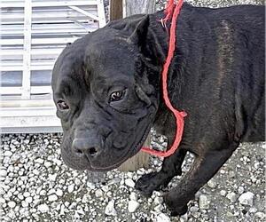 Mutt Dogs for adoption in Houston, TX, USA