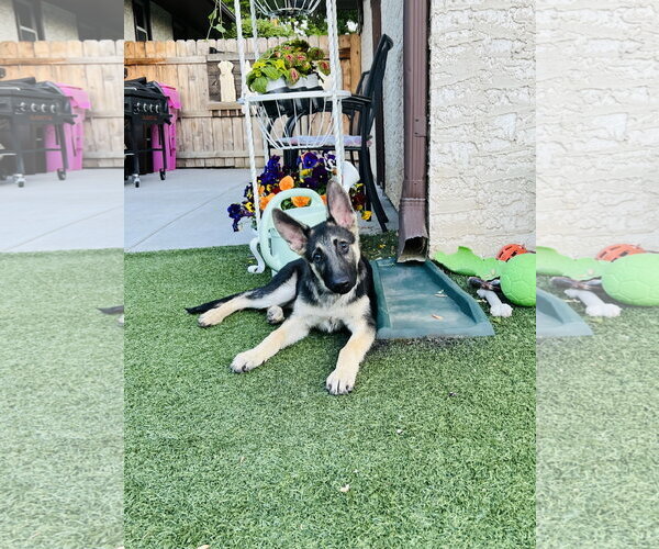 Medium Photo #3 German Shepherd Dog Puppy For Sale in Roseville, MN, USA
