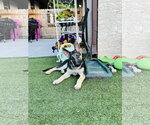 Small #2 German Shepherd Dog