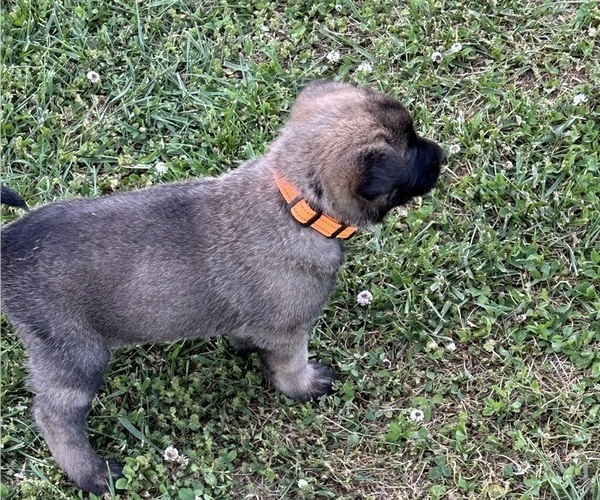 Medium Photo #2 Belgian Malinois Puppy For Sale in LINCOLNTON, NC, USA