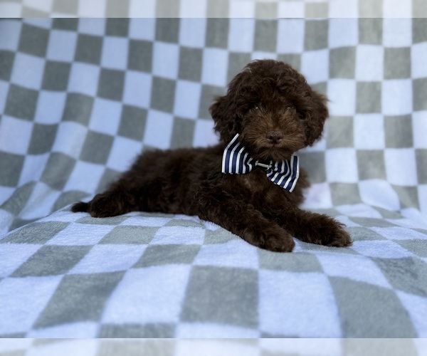 Medium Photo #6 Cavapoo (Miniature) Puppy For Sale in LAKELAND, FL, USA
