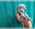 Small Photo #31 Cane Corso Puppy For Sale in COLUMBIA, SC, USA
