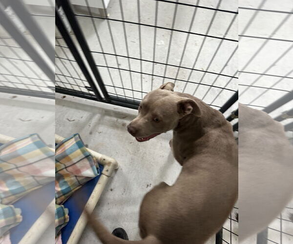 Medium Photo #6 American Pit Bull Terrier Puppy For Sale in Stover, MO, USA