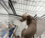 Small #5 American Pit Bull Terrier