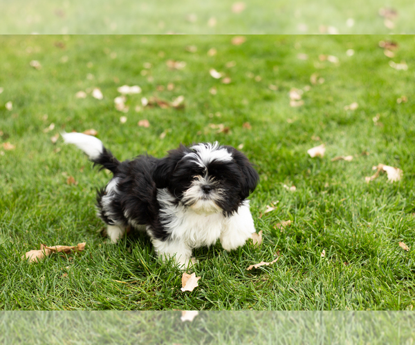 Medium Photo #1 Shih Tzu Puppy For Sale in NAPPANEE, IN, USA