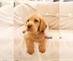 Small #12 Labradoodle