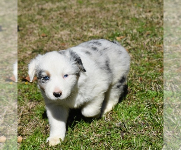 Medium Photo #4 Australian Shepherd Puppy For Sale in DEVILLE, LA, USA