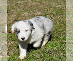 Small Photo #4 Australian Shepherd Puppy For Sale in DEVILLE, LA, USA