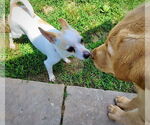 Small #1 Rat Terrier