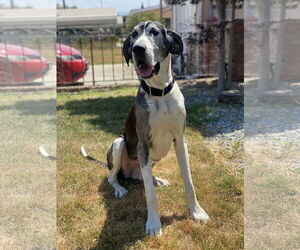 Great Dane-Unknown Mix Dogs for adoption in San Jose, CA, USA