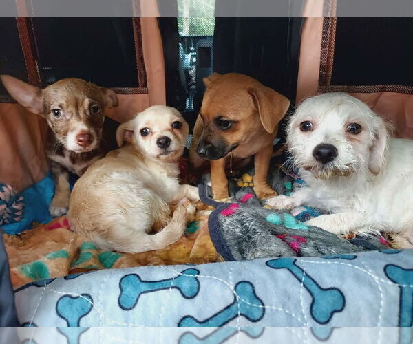 Medium Photo #5 Cairn Terrier-Unknown Mix Puppy For Sale in Arlington, WA, USA