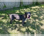 Small #1 American Staffordshire Terrier Mix