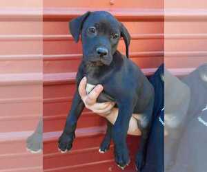 Great Dane Puppy for sale in COTTAGEVILLE, SC, USA