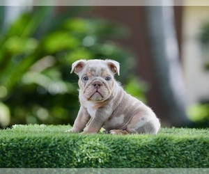English Bulldog Puppy for sale in COLUMBUS, OH, USA