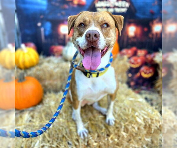 Medium Photo #3 Labrador Retriever-Unknown Mix Puppy For Sale in Long Beach, CA, USA