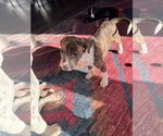 Small #4 American Staffordshire Terrier Mix