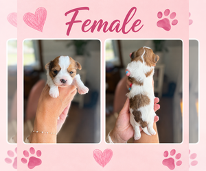 Shorkie Tzu Dog for Adoption in LENNOX, South Dakota USA