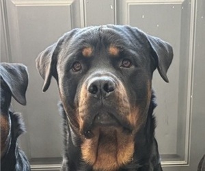 Mother of the Rottweiler puppies born on 03/22/2025