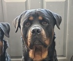 Small Photo #1 Rottweiler Puppy For Sale in AMITY HARBOR, NY, USA
