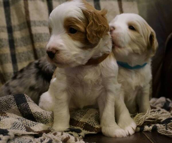 Medium Photo #2 Golden Mountain Doodle  Puppy For Sale in JIM FALLS, WI, USA