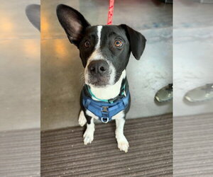 Horace (Bessie Litter) - Male Mutt Dog for Adoption - Photo #3
