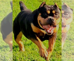 Father of the American Bully puppies born on 01/25/2025