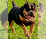 Small Photo #1 American Bully Puppy For Sale in SPANISH LAKE, MO, USA