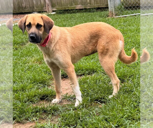 Medium Photo #2 Labrenees Puppy For Sale in Canton, CT, USA