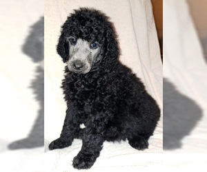 Poodle (Standard) Puppy for sale in SACRAMENTO, CA, USA
