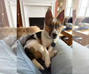 Mutt Dogs for adoption in Rochester, NY, USA