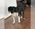 Small Photo #3 Cocker Spaniel-Unknown Mix Puppy For Sale in Fort Worth, TX, USA