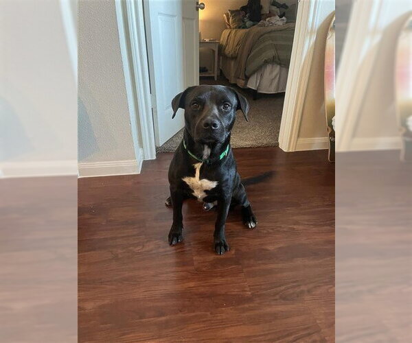 Medium Photo #1 Staffordshire Bull Terrier-Unknown Mix Puppy For Sale in Corpus Christi, TX, USA