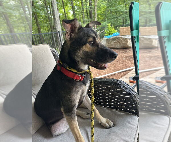 Medium Photo #31 Mutt Puppy For Sale in Brewster, NY, USA
