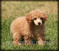 Small Photo #26 Poodle (Miniature) Puppy For Sale in COPPOCK, IA, USA