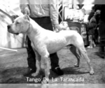 Small #21 Dogo Argentino