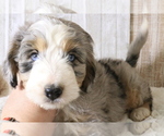 Puppy 2 Aussie-Poo-Bernese Mountain Dog Mix