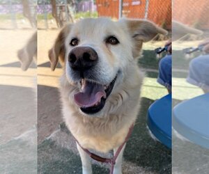 Golden Retriever-Unknown Mix Dogs for adoption in Apple Valley, CA, USA