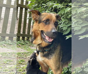 German Shepherd Dog-Unknown Mix Dogs for adoption in Mechanicsburg, PA, USA