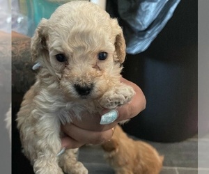 Maltipoo Puppy for sale in NATICK, MA, USA