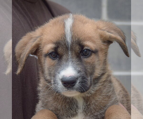 Medium Photo #6 Golden Shepherd Puppy For Sale in Huntley, IL, USA