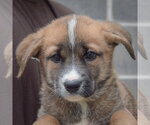 Small #5 Golden Shepherd