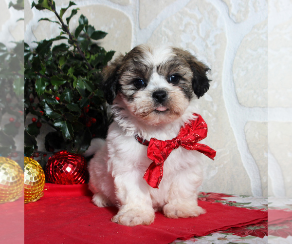 Medium Photo #1 Zuchon Puppy For Sale in GORDONVILLE, PA, USA