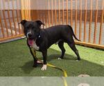 Small American Pit Bull Terrier Mix