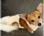 Small #2 Chihuahua
