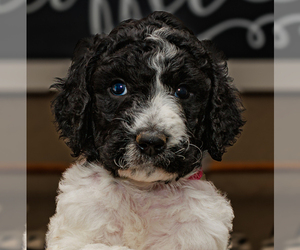 Goldendoodle-Poodle (Standard) Mix Dogs for adoption in PORTER, OK, USA