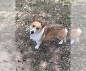 Mother of the Pembroke Welsh Corgi puppies born on 09/29/2019